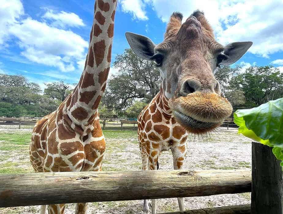 Giraffe Ranch Florida 70IKJ3